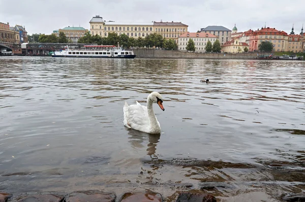 Česká Republika Praha Labuť Řece Vltavě Pozadí Karlův Most Června — Stock fotografie