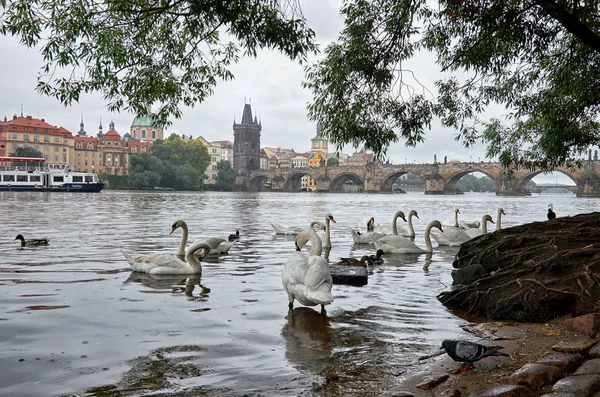 République Tchèque Prague Cygnes Sur Rivière Vltava Arrière Plan Pont — Photo