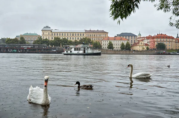 Česká Republika Praha Labutě Vltavě Pozadí Karlův Most Června 2016 — Stock fotografie