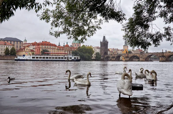 República Checa Praga Cisnes Río Moldava Fondo Puente Carlos Junio — Foto de Stock