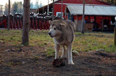 Karelya. Karelya Büyükbaba Frost kış Ukko atası. Köpek kreş köpekler. 14 Kasım 2017