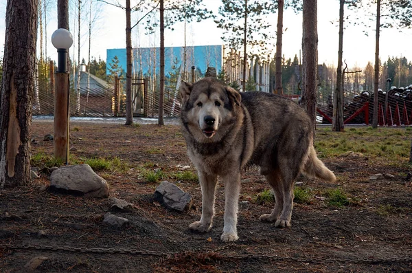 Carélia Ancestral Avô Kareliano Frost Talvi Ukko Cães Berçário Cão — Fotografia de Stock