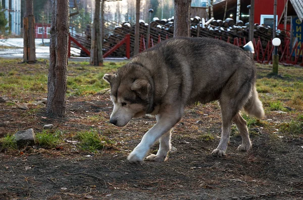 Carélia Ancestral Avô Kareliano Frost Talvi Ukko Cães Berçário Cão — Fotografia de Stock