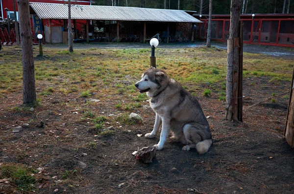 カレリア カレリアの祖父フロスト Talvi Ukko の祖先 犬の保育園犬 2017 — ストック写真