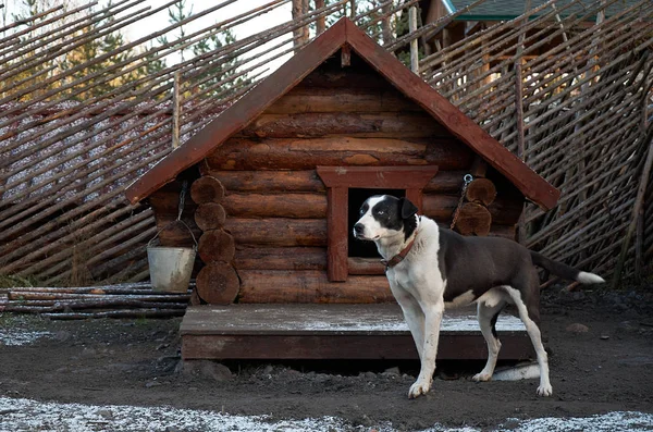 Karelien Der Vorfahr Des Karelischen Großvaters Frost Talvi Ukko Hunde — Stockfoto