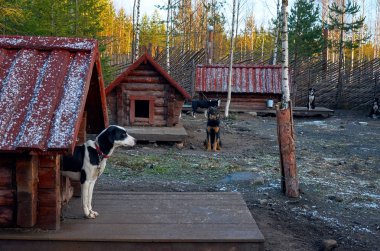 Rusya. Karelya. Husky doğurmak köpek cattery 