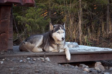 Rusya. Karelya. Husky doğurmak köpek köpek kulübesi bir köpek. 14 Kasım 2017
