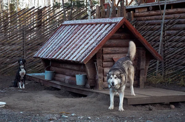 Карелия Россия Ноября 2017 Года Собака Аляскинской Породы Маламут Собачьем — стоковое фото
