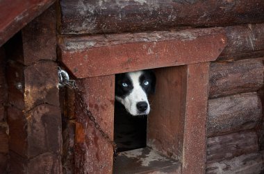 Rusya. Karelya. Köpek kulübesinin topraklarındaki köpek kulübesinde bir köpek. Kasım 14, 2017