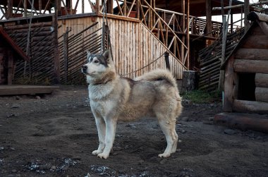 Rusya. Karelya. Alaskan Malamute doğurmak köpek cattery 