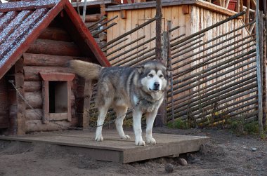 Rusya. Karelya. Alaskan Malamute doğurmak köpek cattery 