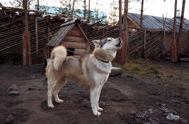 Rusya. Karelya. Alaskan Malamute doğurmak köpek cattery 