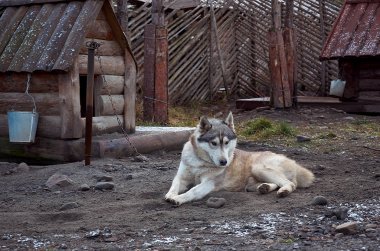 Rusya. Karelya. Alaskan Malamute doğurmak köpek cattery 