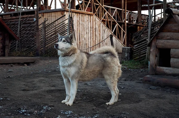 Rússia Carélia Cão Raça Malamute Alasca Gato Cão Talvi Ukko — Fotografia de Stock