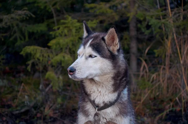 Rússia Carélia Cão Raça Husky Gato Cão Talvi Ukko Novembro — Fotografia de Stock