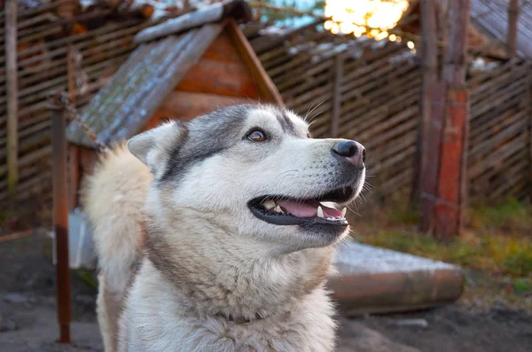 Russland Karelien Ein Hund Der Rasse Alaskan Malamute Der Hundezucht — Stockfoto