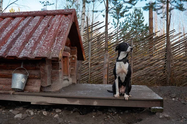 俄罗斯 卡累利 Talvi Ukko 犬的哈士奇犬 2017年11月14日 — 图库照片