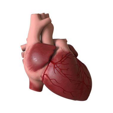 The heart of a man on a white background. Isolate.