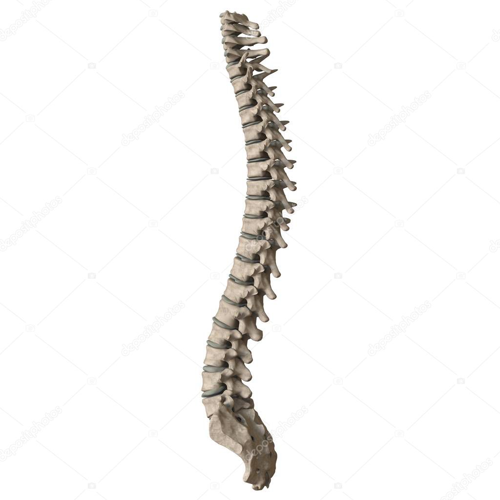 A man's spine on a white background. Isolate.