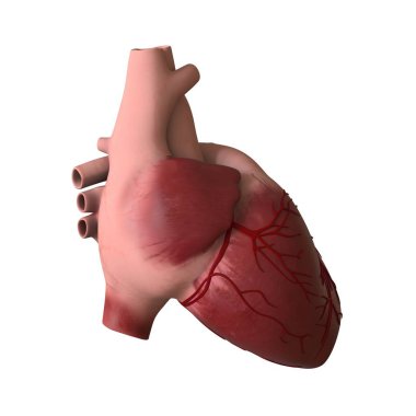 The heart of a man on a white background. Isolate.