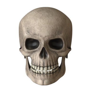 The skull of a man on a white background. Isolate.