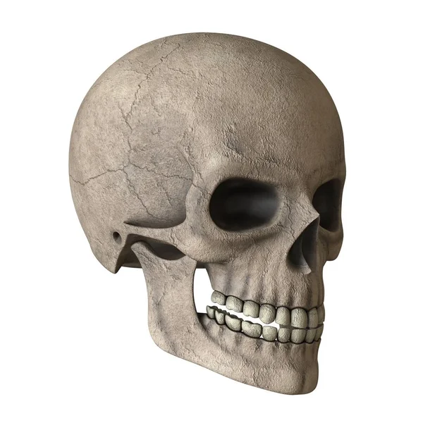 The skull of a man on a white background. Isolate. — Stock Photo, Image