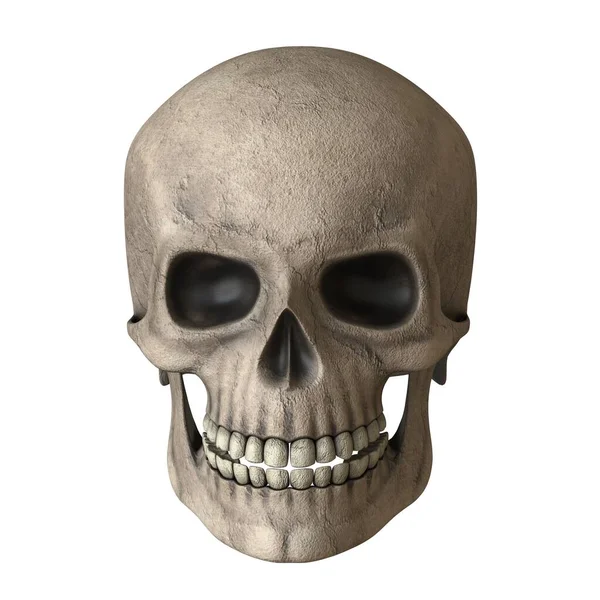 The skull of a man on a white background. Isolate. — Stock Photo, Image