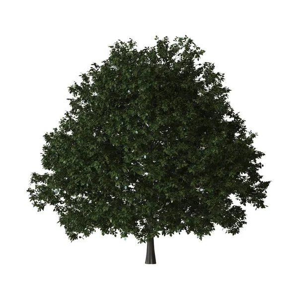 Groene boom op een witte achtergrond. isolaat. — Stockfoto