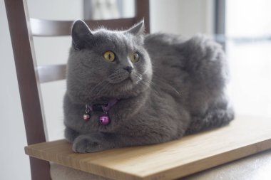 Mutlu kedi yavrusu okşadı seviyor. Britanya ile ilgili stenografi