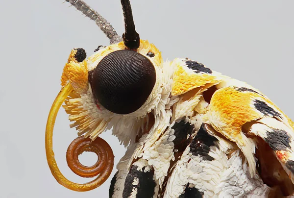 Siyah benekli kelebek makro fotoğraf - Stok İmaj