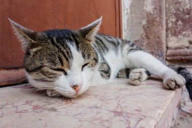 kedi. siyah ve beyaz yolunu yitirmek kedi