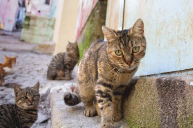 kedi. siyah gri kedi, arka daplanda kediler.