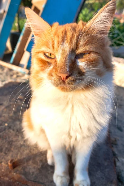 猫。黄色と白の迷子猫. — ストック写真