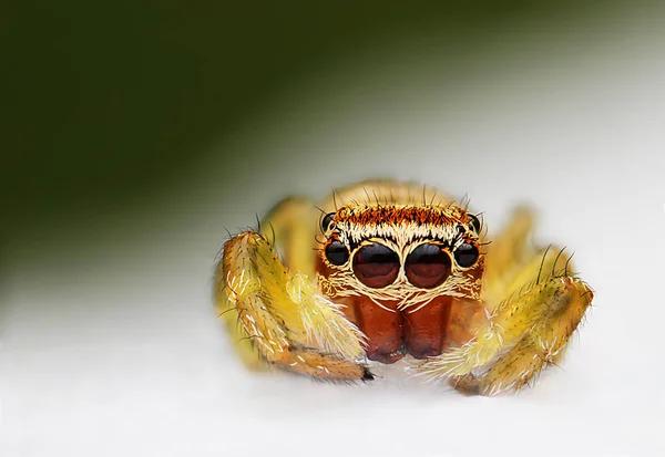 Spider, un fondo de color en las diversas fotos tomadas con Super macro . — Foto de Stock