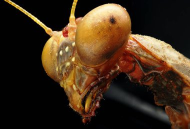 Mantis, siyah arka plan üzerinde makro resim