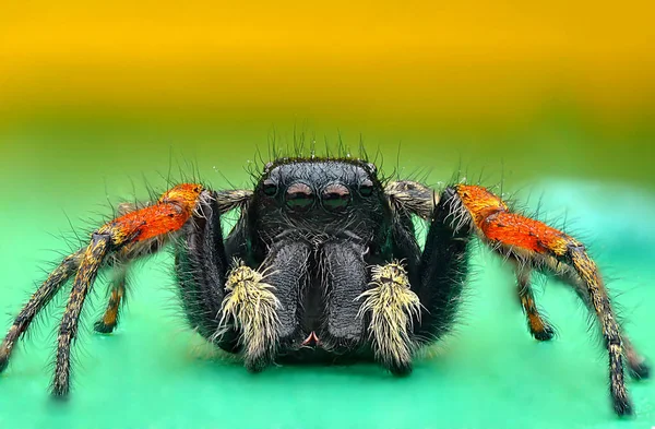 Spider, uno sfondo colorato sulle varie foto scattate con Super macro . — Foto Stock