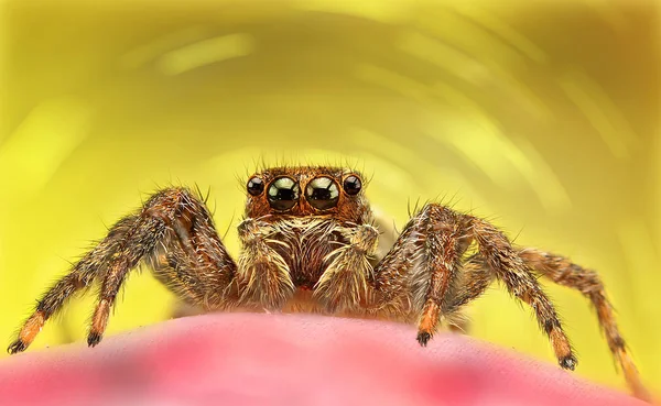 Spider, un fondo de color en las diversas fotos tomadas con Super macro . — Foto de Stock