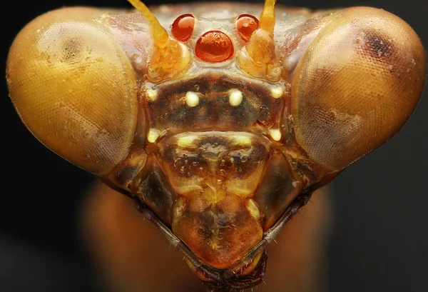 Mantis, siyah arka plan üzerinde makro resim Stok Fotoğraf