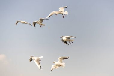 Martı. arkasında gemiler denizde uçan martılar.