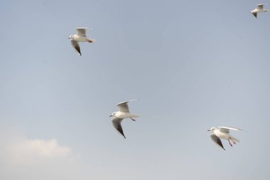 Martı. arkasında gemiler denizde uçan martılar.