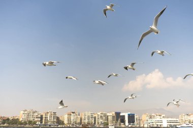 Martı. arkasında gemiler denizde uçan martılar.