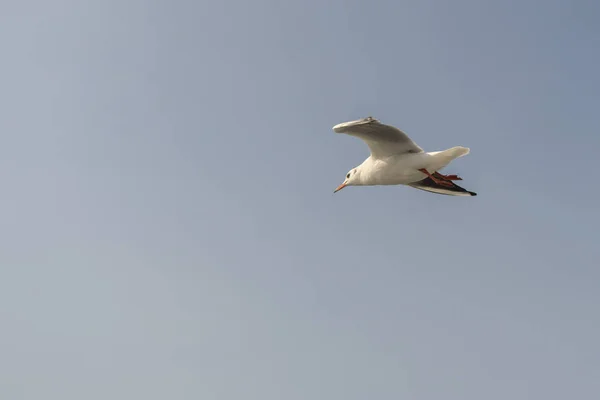 ซีเกิล นกนางนวลบินอยู่หลังเรือในทะเล . — ภาพถ่ายสต็อก