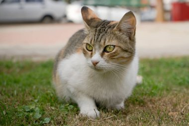 çim üzerinde kedi bekliyor.