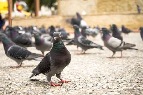 Yem yiyen sokak güvercinleri Stok Fotoğraf