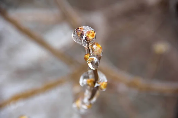 Ice Glazed Lilac Branch Closeup Após Flash Congelar — Fotografia de Stock
