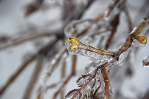 Frozen Branches Ice Accumulation Extreme Winter Weather — Stock Photo, Image