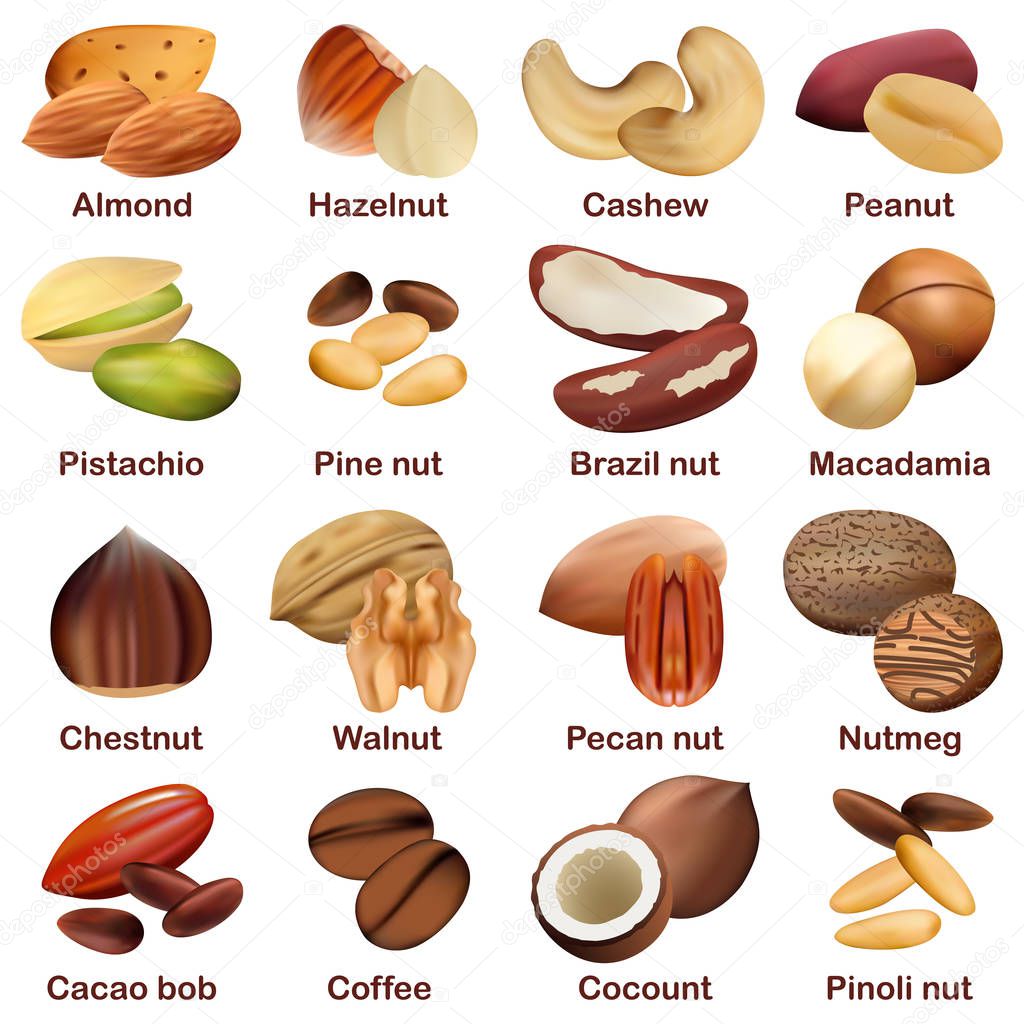 Nut types signed names mockup set, realistic style — Stock Vector