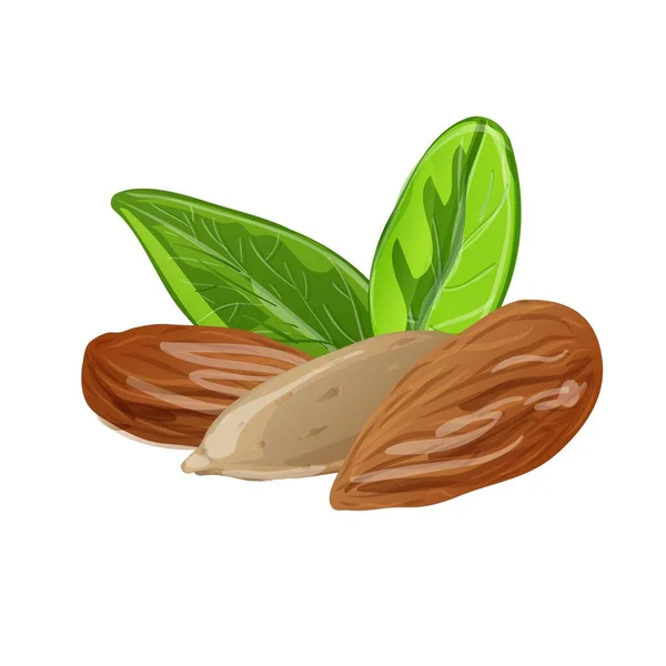 Almond icon, cartoon style — Stock Vector