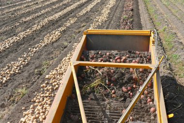 patates hasat alanında