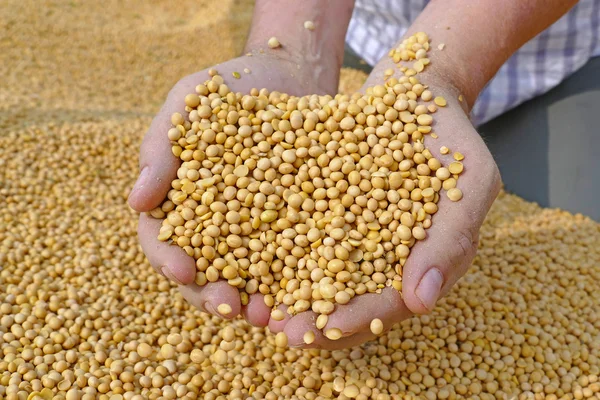 Male hands holding soybeans — Stock Photo, Image